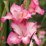 Gladiolus flowers