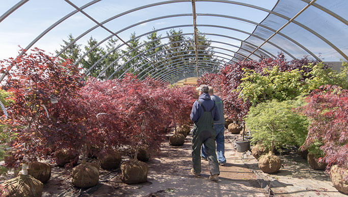 japanese maple house