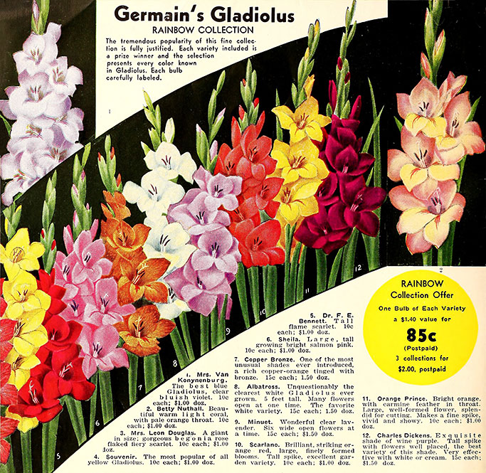 Gladiolus catalog