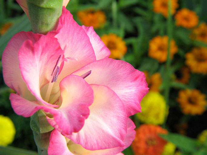 Gladiolus flower