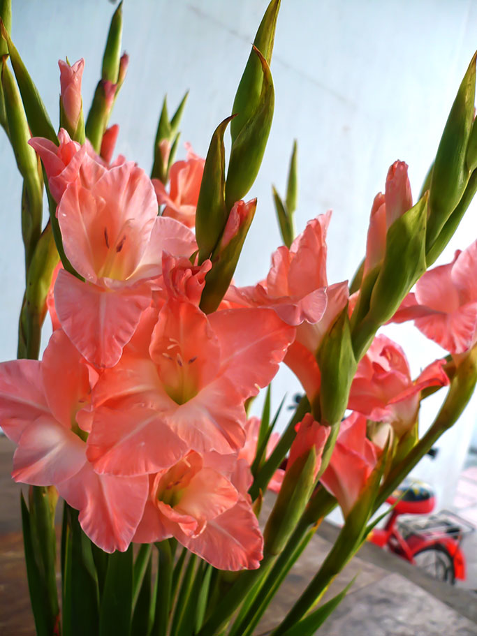 Gladiolus flowers