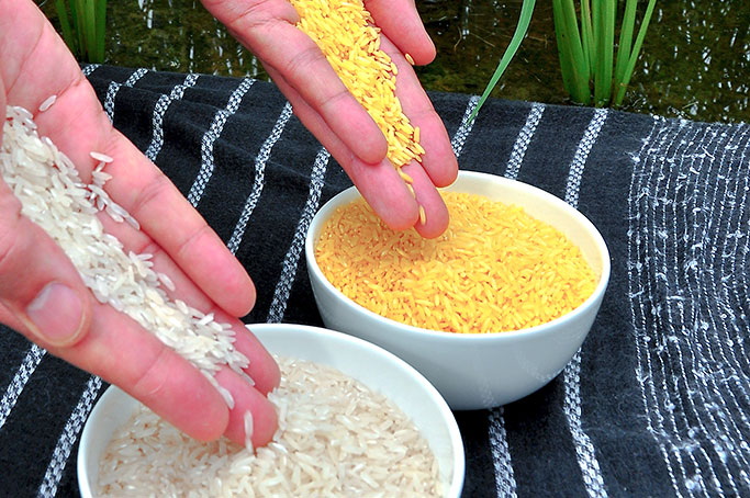 golden rice