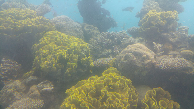 Marine corals