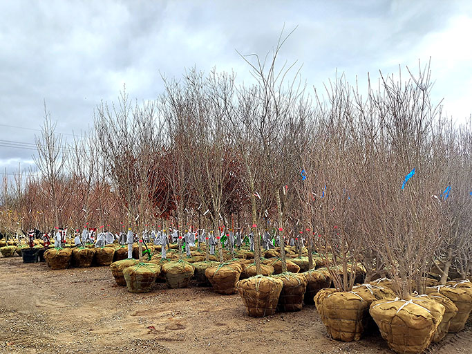 Freshly shipped trees at Christensen's Plant Center in early spring