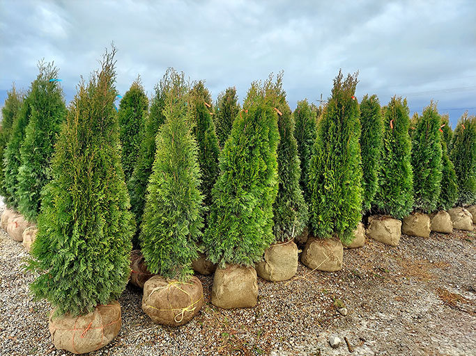 Arborvitae ready to ship at Christensen's Plant Center in early spring
