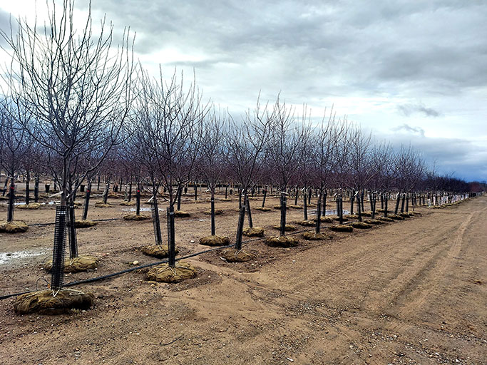 Full tree field at Christensen's Plant Center in early spring