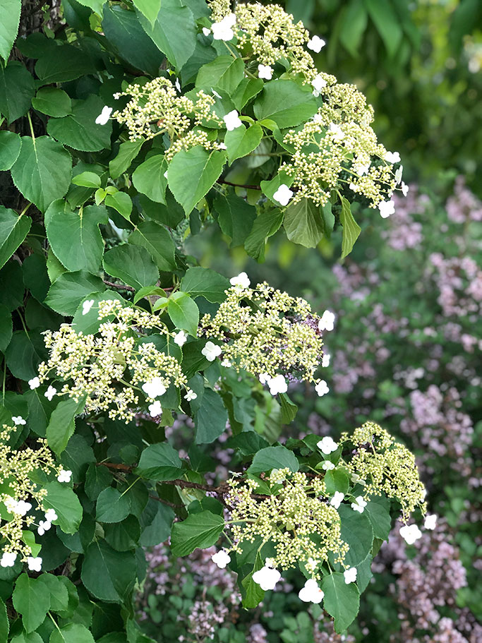 Hydrangea anomala petiolaris