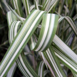 Ribbon Grass