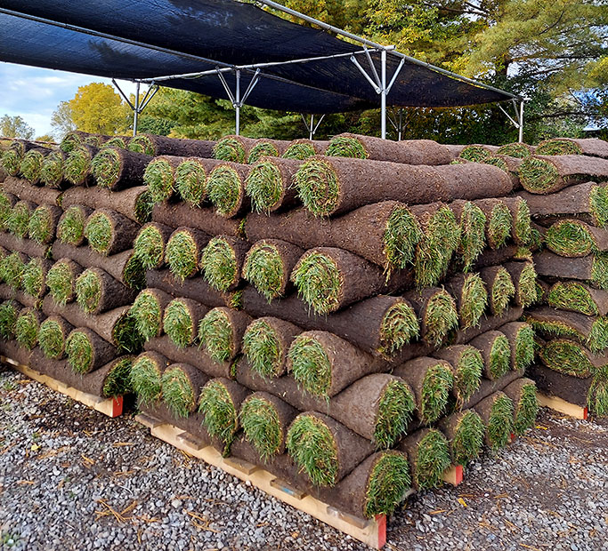 Sod Pallets under the shade structure