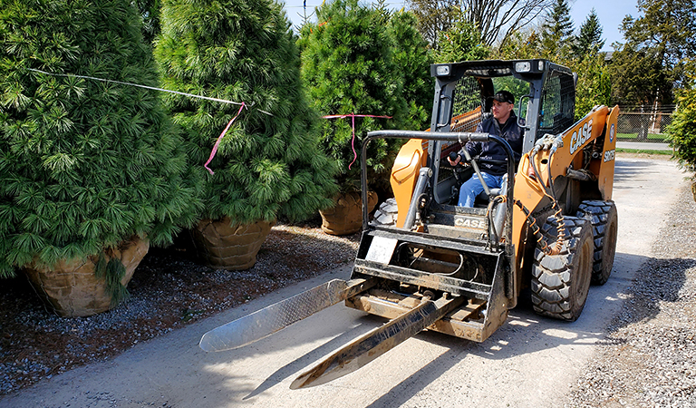 Dave Bida using the machine to pull evergreens