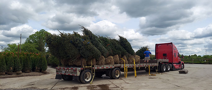 Trees being delivered to plant center