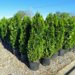 Emerald Green Arborvitae