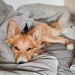 Dog resting in bed