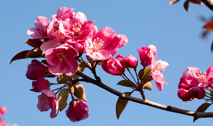 Malus Crabapple Cardinal Blooms