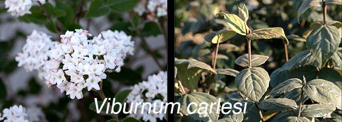 Viburnum carlesii flower and leaves