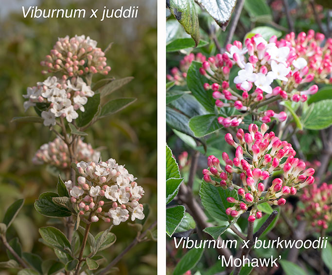 Viburnum juddii and burkwoodii 'Mohawk' in flower