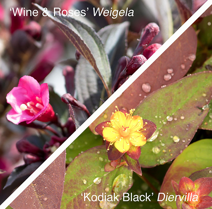 Weigela Wine & Roses with Diervilla Kodiak Black in bloom