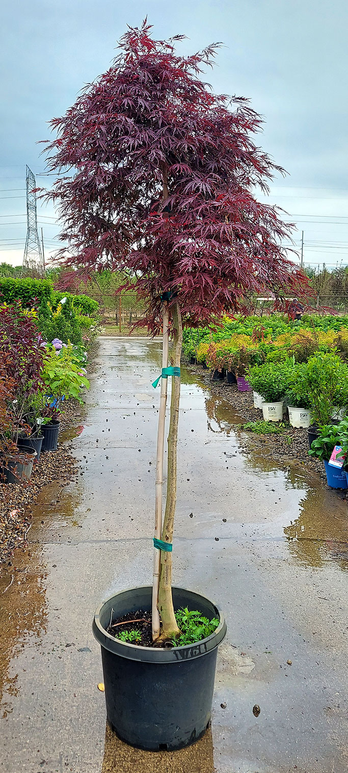 Discount Japanese Maple