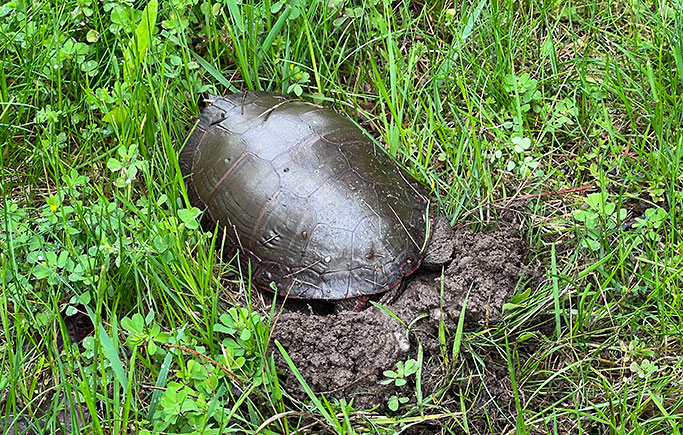 Painted Turtle Nesting