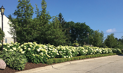 Photo 36 - The "Hydrangea-Boxwood Hedge"