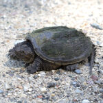 Snapping Turtle crossing the road