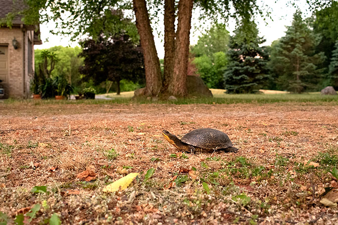 Blandings Turtle crossing the yard