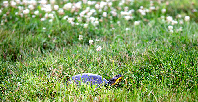 Blanding Turtle in the grass and clover