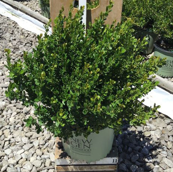 Buxus NewGen Freedom