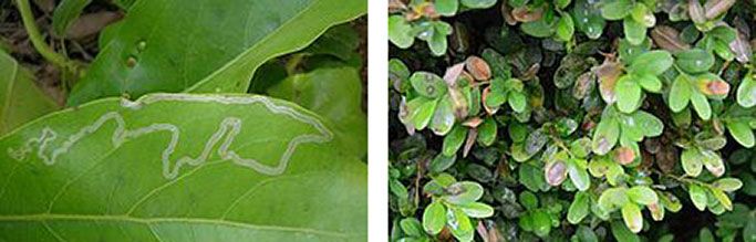 Leafminers and Boxwood Blight damage