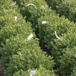 Boxwoods in a Row