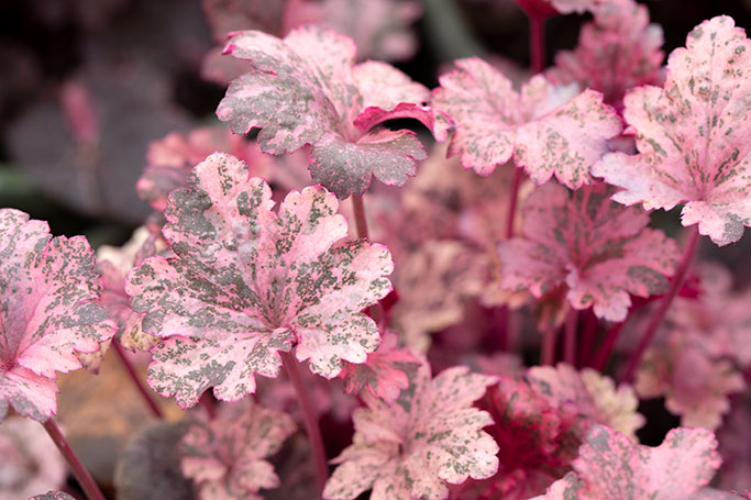 Heuchera Midnight Rose