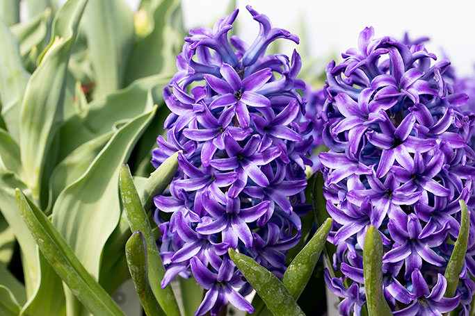 Purple Hyacinth