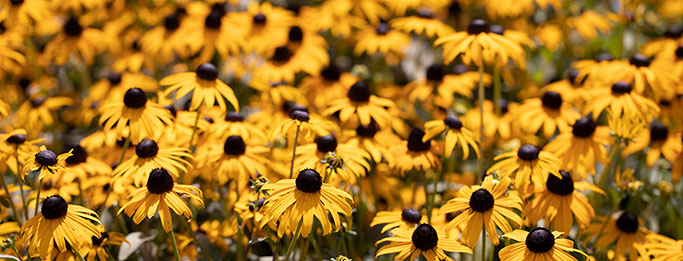 Rudbeckia Goldsturm