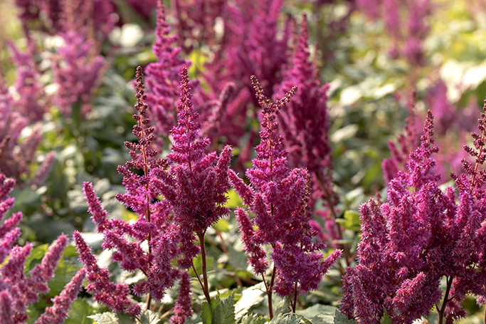 Astilbe Vision in Red