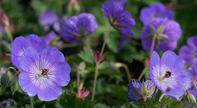 Rozanne Geranium