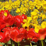 Tulips and Daffodils