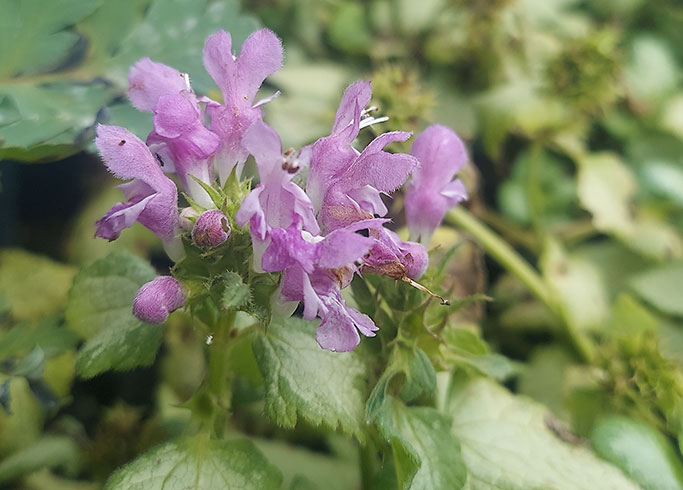 Lamium Orchid Frost