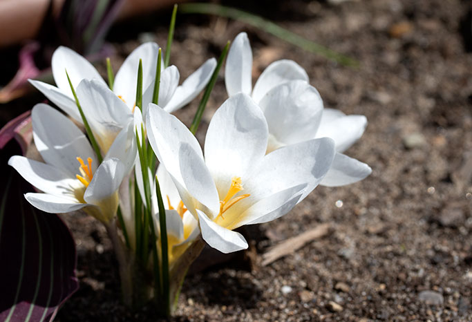 White Crocus