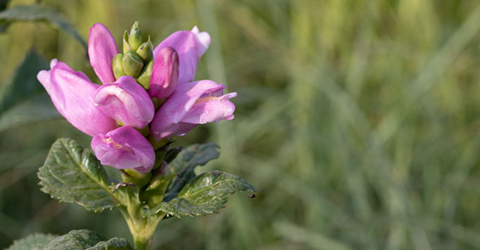 Chelone Hot Lips