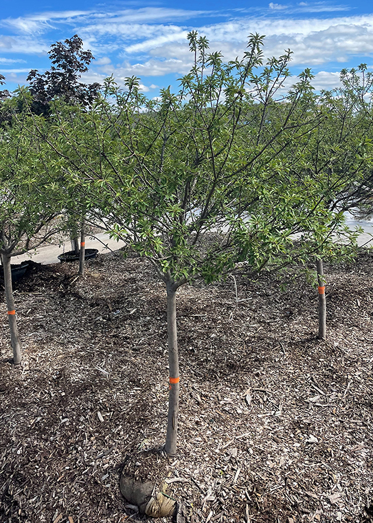 Crabapple in inventory