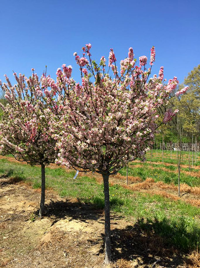 Coralburst Crabapple Malus