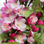 Coralburst Crabapple Malus