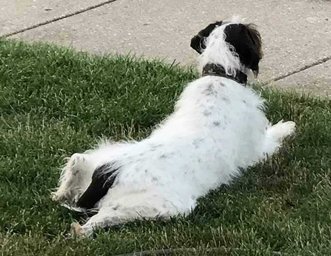 Garin In Grass German Wirehaired Pointer