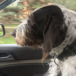 Garin Riding in Tuck German Wirehaired Pointer