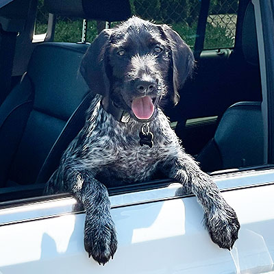 Jango German Wirehaired Pointer In a car