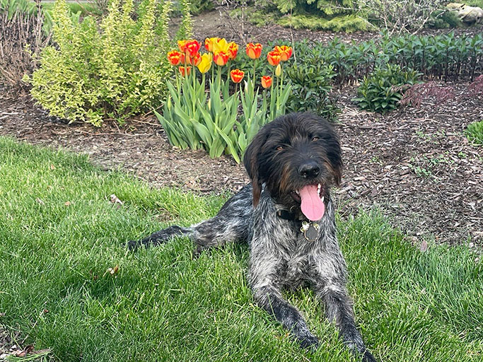 Jango with Tulips German Wirehaiered Pointer