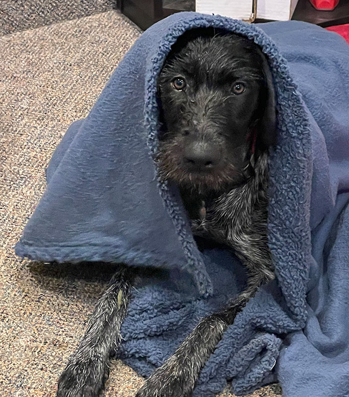 Jango Under Blanket German Wirehaired Pointer