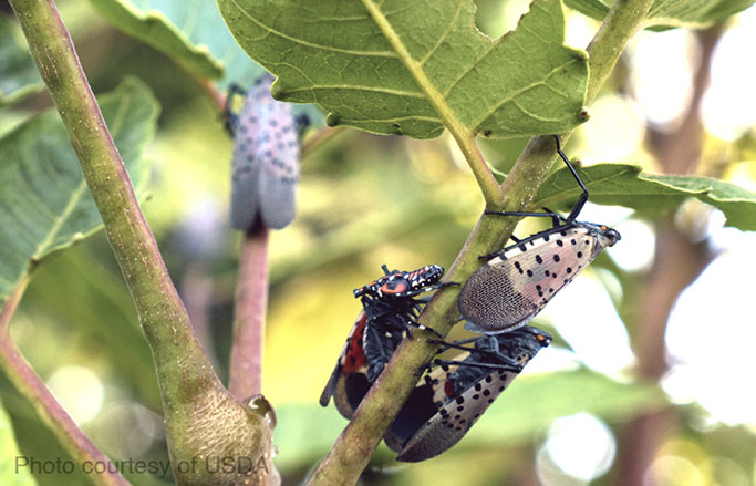 Spotted Lanternfly Adults