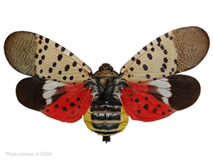 Spotted Lanternfly Adult