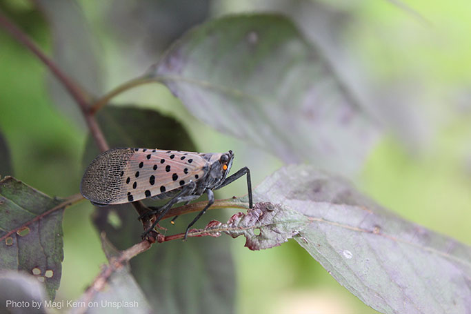 Spotted Lanternfly Wings Down Adult